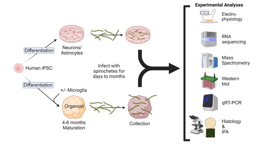 Experimental design and strategy to address potential responses of human cerebral organoids, astrocytes, and neurons after exposure to infectious Borrelia species that cause Lyme Neuroborreliosis.